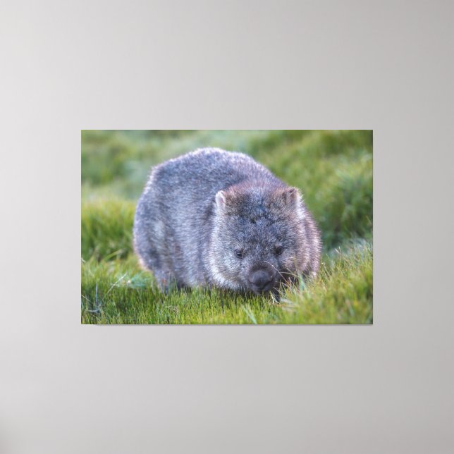 Toile Wombat Animal Faune Tasmanie Australie Vert (Recto)