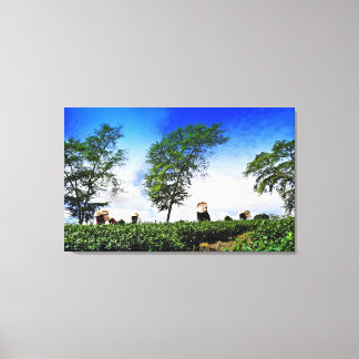 Toile Women harvesting tea