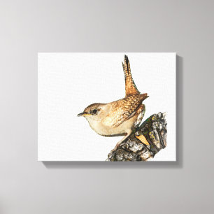 Toile Wren
