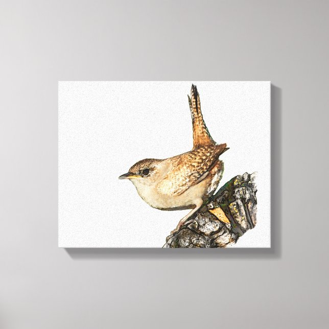 Toile Wren (Recto)