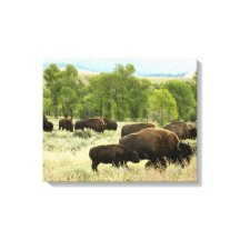 Wyoming Bison Nature Animal Photographie