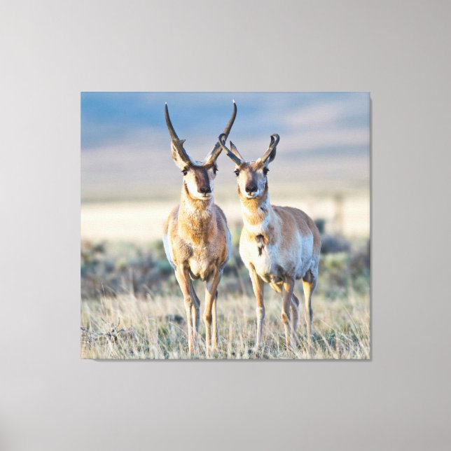 Toile Wyoming, comté de Sublette, mâles Pronghorn (Recto)