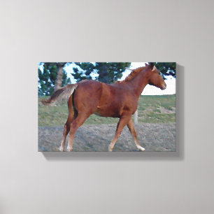 Toile Yearling de Sorrel