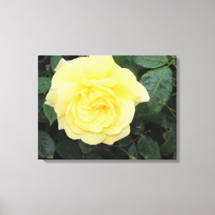 Toile Yello Rose
