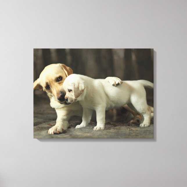 Toile Yellow Labrador Retriever (Recto)