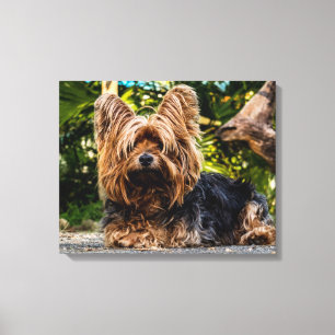Toile Yorkshire Terrier
