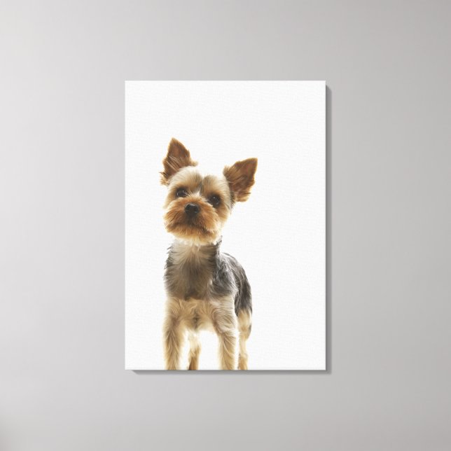 Toile Yorkshire Terrier 2 (Recto)