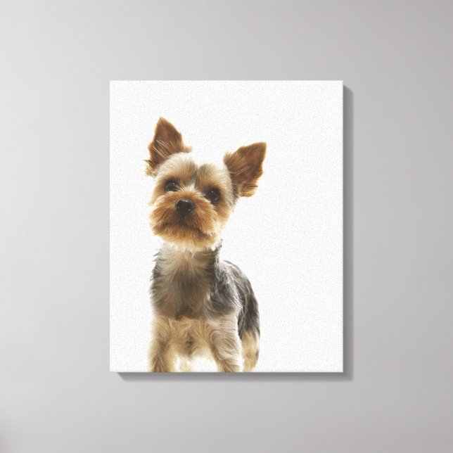Toile Yorkshire Terrier 2 (Recto)