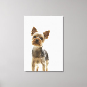 Toile Yorkshire Terrier 2