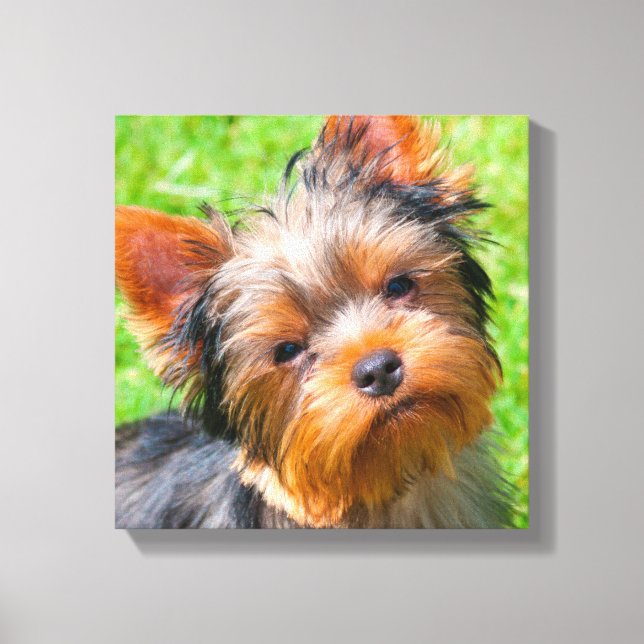 Toile Yorkshire Terrier qui regarde vers le haut (Recto)