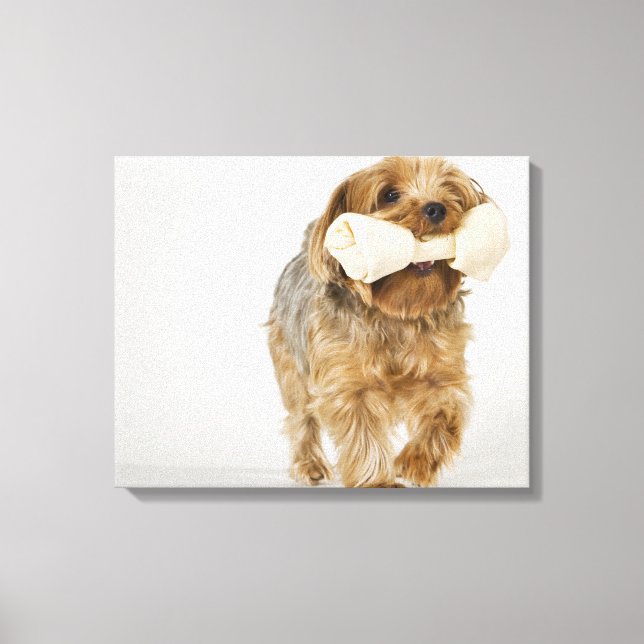 Toile Yorkshire Terrier sur l'arrière - plan blanc march (Recto)