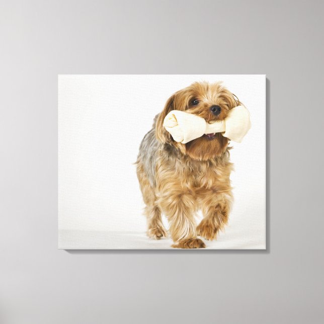 Toile Yorkshire Terrier sur l'arrière - plan blanc march (Recto)