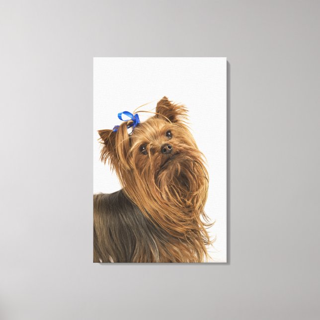 Toile Yorkshire Terrier / Yorkie. race vivante de (Recto)