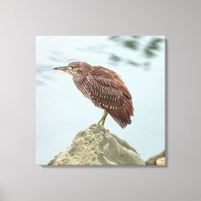 Toile Young Heron (Recto)