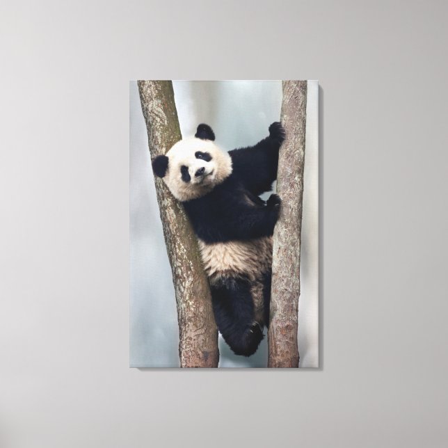 Toile Young Panda climbing a tree, Chine (Recto)