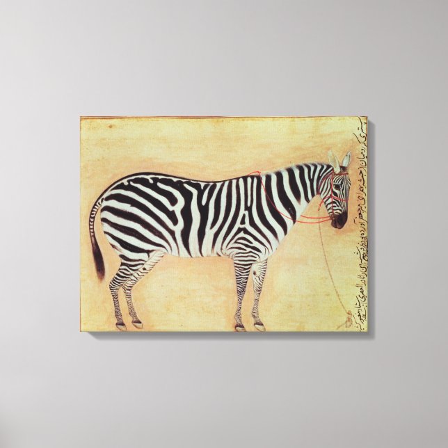 Toile Zebra, de l'"Album Minto", Mughal, 1621, (Recto)