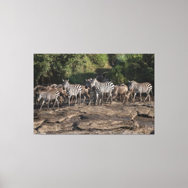 Toile Zebra Herd Natural African Setting Metal Print (Recto)