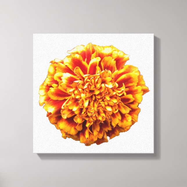 Toile Zinnia (Recto)