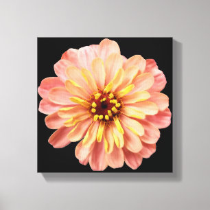 Toile Zinnia Floral Flower Nature Photographie sur Black