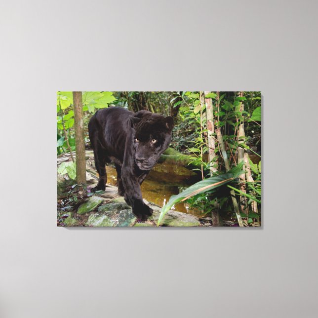 Toile Zoo de la ville de Belize. Panthère noire (Recto)