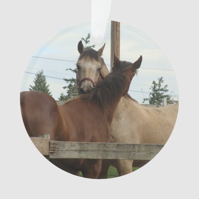 Toilettage de cheval (devant)