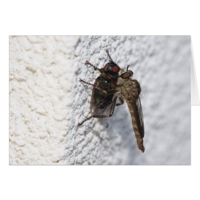 Tolmerus atricapillus (Devant horizontal)