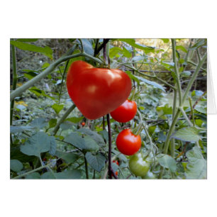Tomate en forme de coeur aucun message