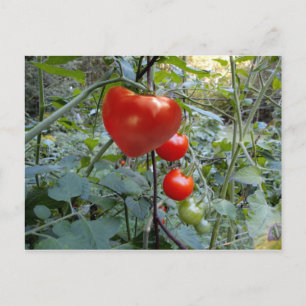 Tomate été dans le New Hampshire carte postale