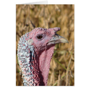 Tommy Turkey Blank Toutes les occasions