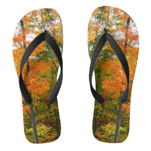Tongs Automne Maple Trees Automne Photographie de la nat