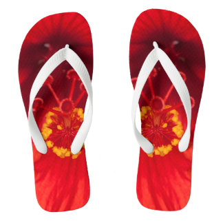 Tongs La macro photo de la ketmie rouge fleurissent sur