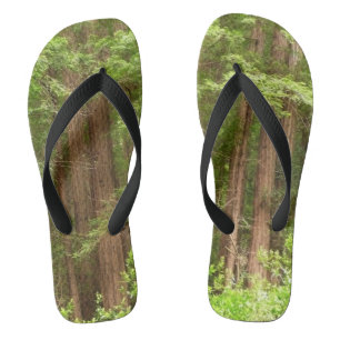 Tongs Les séquoias au monument national de Muir Woods
