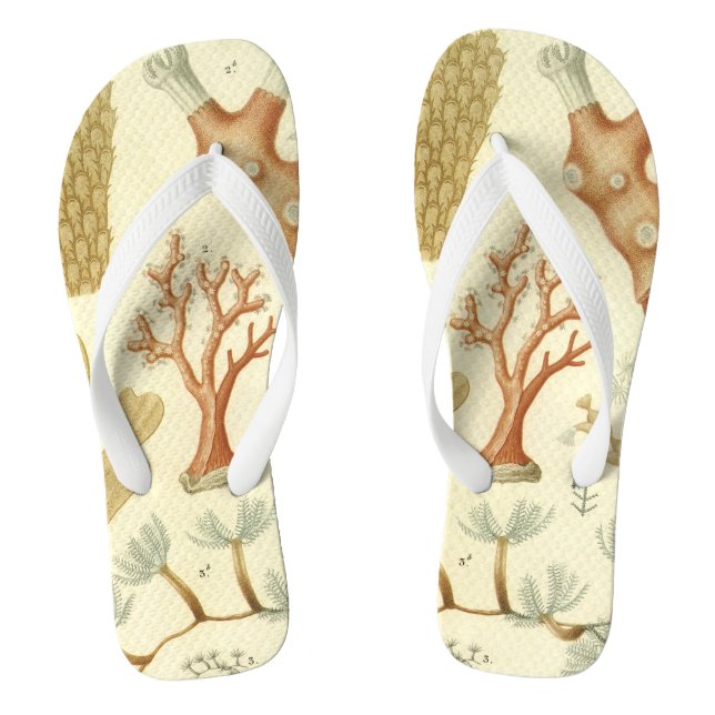 Tongs Manuel de sciences Biologie, Animaux de corail anc (Semelle)