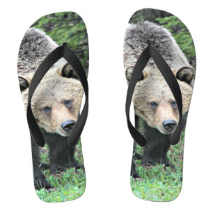 Tongs Ours Grizzly Marchant Dans Les Bois