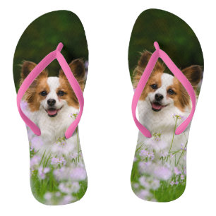 Tongs Papillon Dog Cute Romantic Portrait Pet Photo :