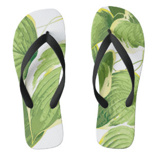 Tongs Plante de Ficus
