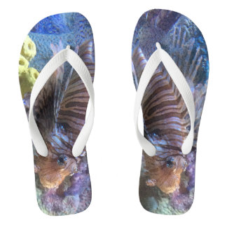 Tongs Poisson