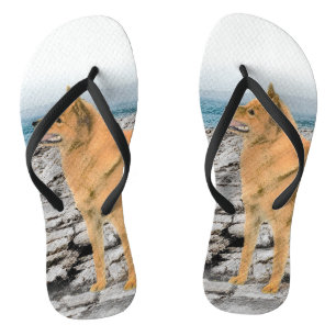 Tongs Spitz finlandais à Seashore Peinture - Chien Art