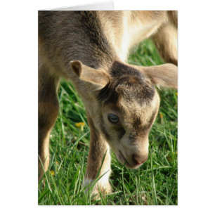 Tonneau gosse de chèvre Pâques