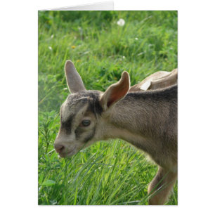 Tonnerre à deux semaines
