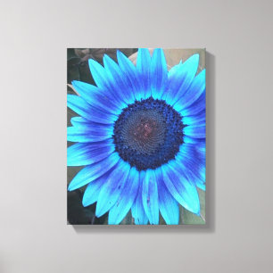 Tons de tournesol bleu toile enveloppée Imprimer