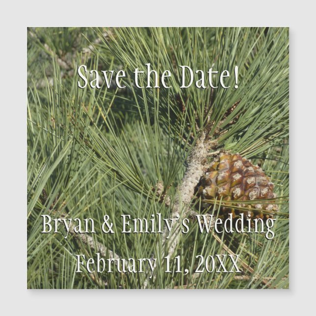 Torrey Pine Closeup California Botanical (Devant)