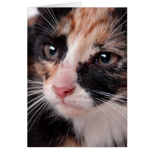 Torti Chatons Douceur Intérieure Pour Toutes Occas (Devant)