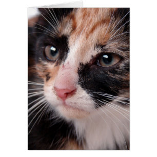 Torti Kitten Blanc À L'Intérieur Toutes Les Occasi