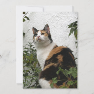 Tortoiseshell et Chat blanc