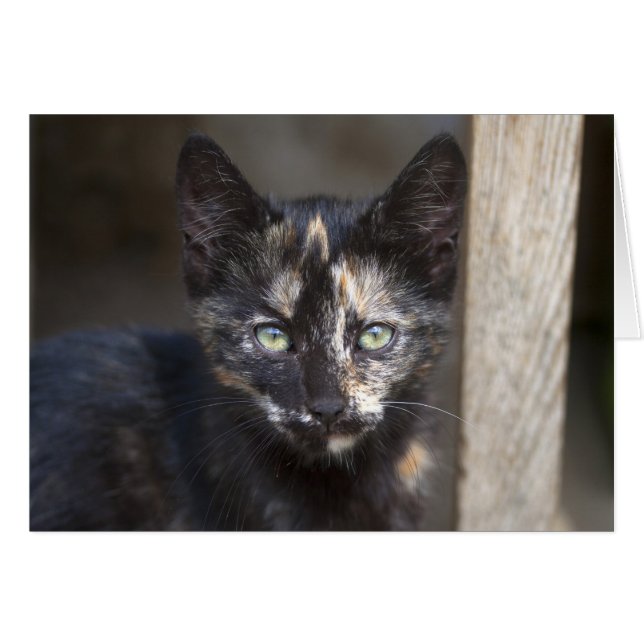 Tortoiseshell Kitten (Devant horizontal)