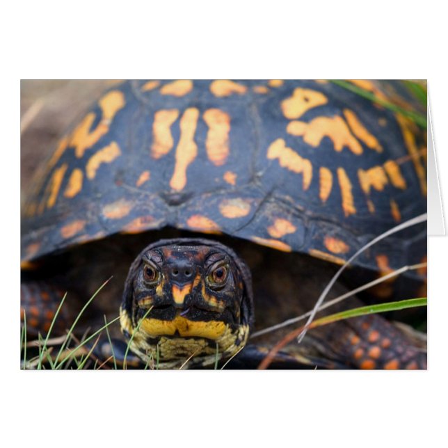 Tortue (Devant horizontal)