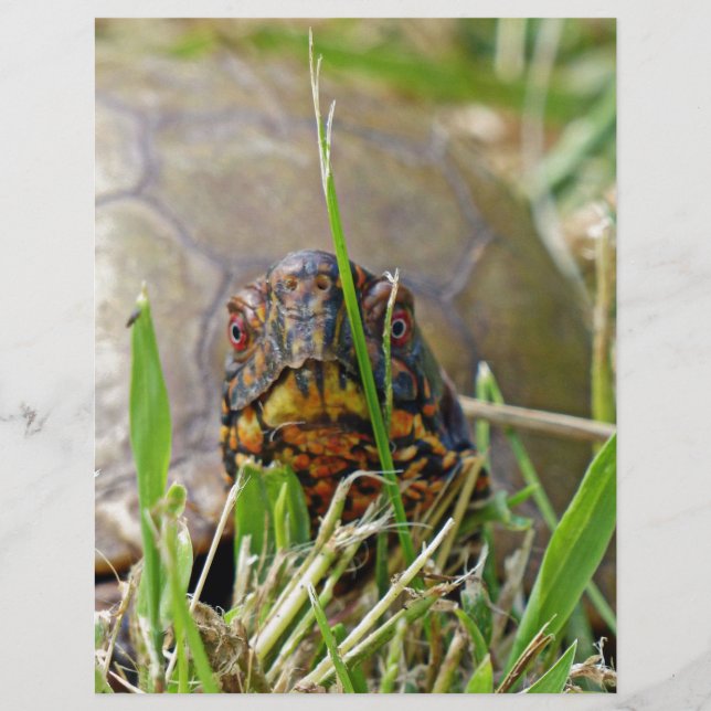 Tortue (Devant)