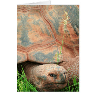 Tortue