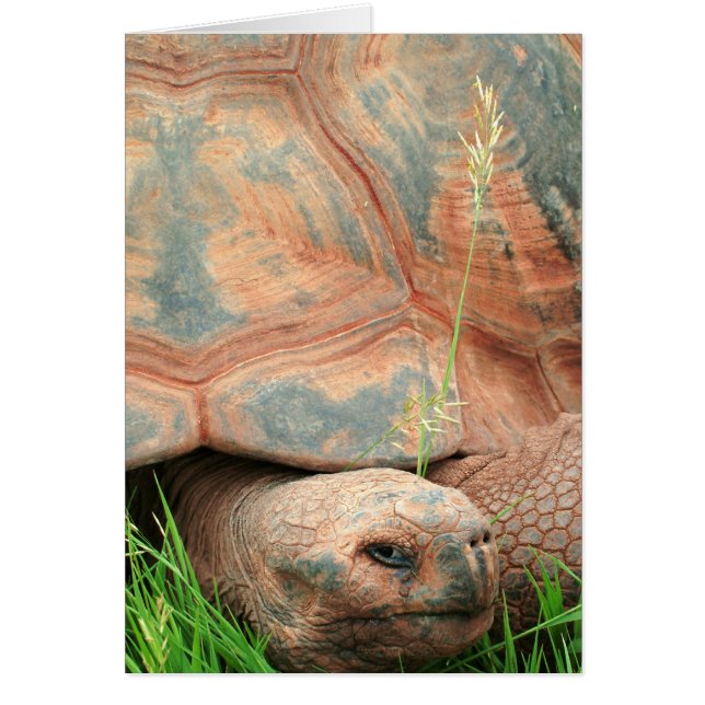 Tortue (Devant)